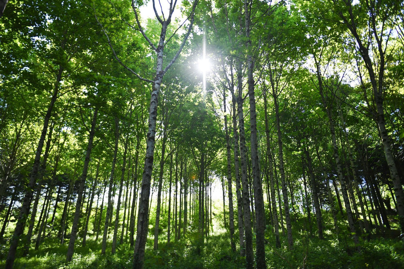This picture taken on May 14, 2019 shows the forest of Pleyben, Brittany, owned by French start-up EcoTree. - Launched near Brest in 2016, the company buys forests all over France to restore them, implementing a "forestry close to nature", then sell trees by the unit. It also bought farmland to reforest and promise for each tree sold, to replant three. (Photo by Fred TANNEAU / AFP)        (Photo credit should read FRED TANNEAU/AFP/Getty Images)
